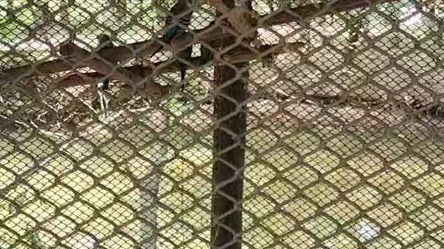 Daily life of two birds