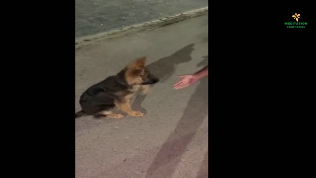 Shake hand with an angry German Shepherd?