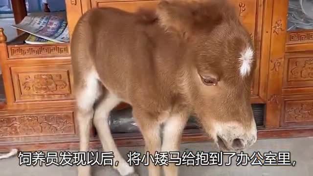 pony