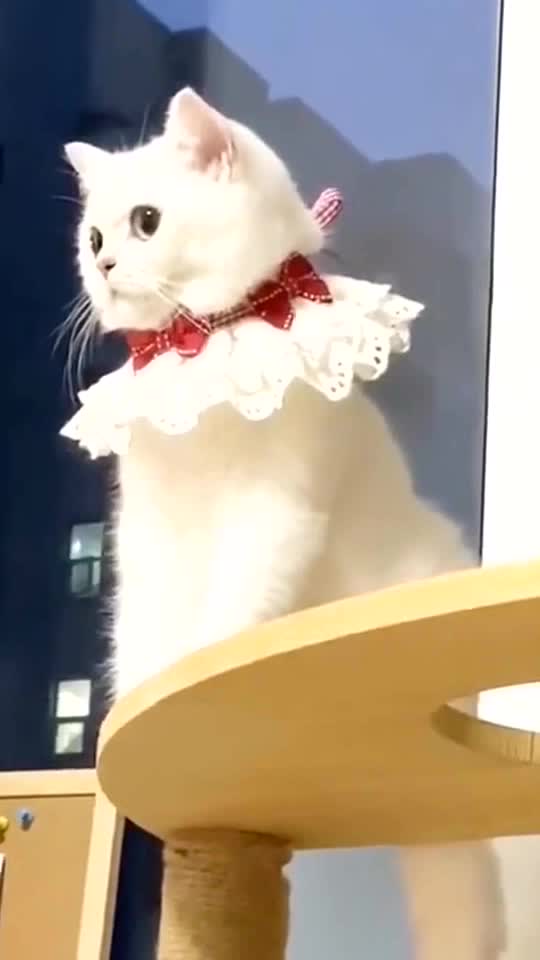 🐱:Can you play with me ?