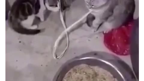 Cat Slapping