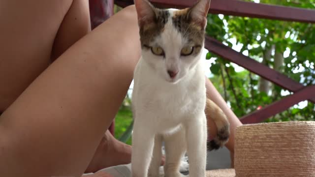 Cat near a woman relaxing