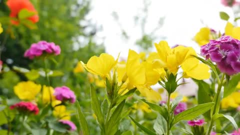 The beautiful sea of flowers brings you