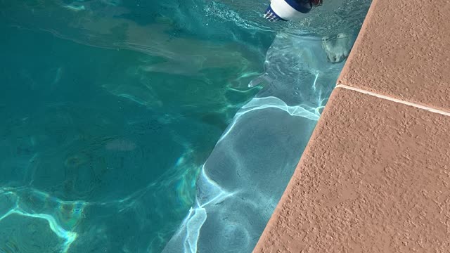 Angel swimming