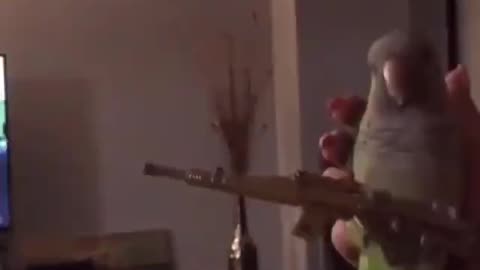 Parakeet Plays Tony Montana 🔫🦜