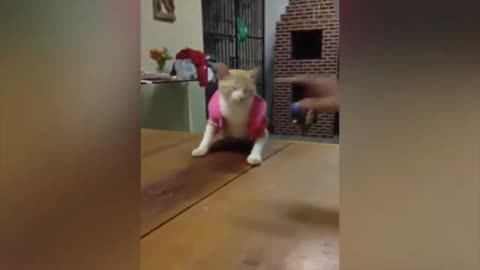 Funny Cat Videos for Kids in 2021 💛 Silly Kitties!