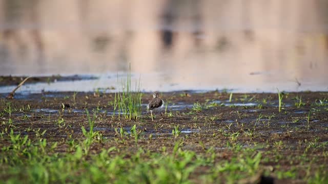 Hear and watch a wonderful video of a very beautiful bird on the ground doing beautiful movement