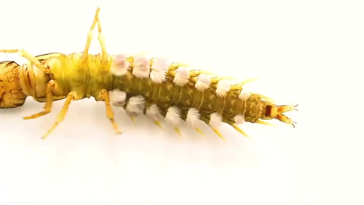 The dobsonfly’s journey begins when the adult female lays her eggs in a fast-moving stream