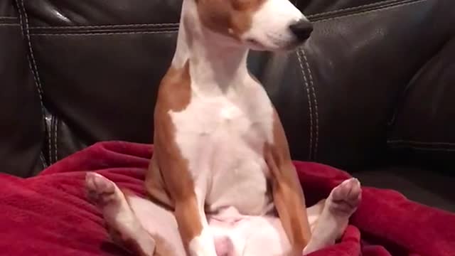 Brown and white dog sits up on red blanket couch with legs spread