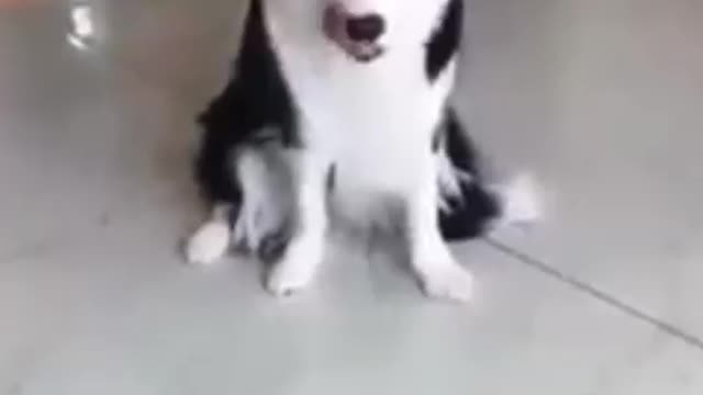 Funny shooting Cat and dog