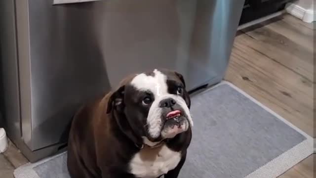 Dog asking for food taste