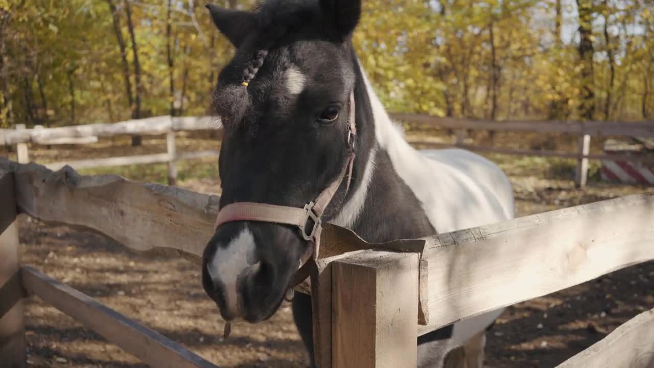 Portrait of a beautiful black and white horse with white facial