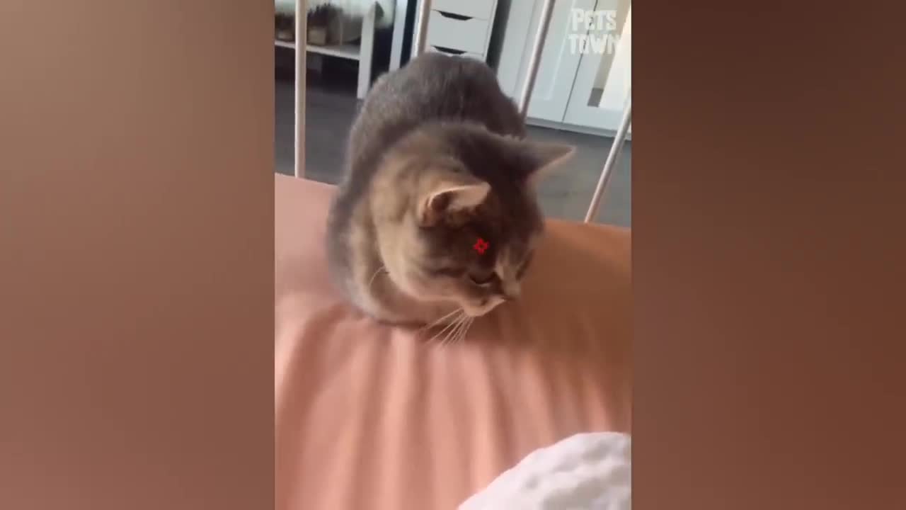 Dragon Filter Frightens This Cat