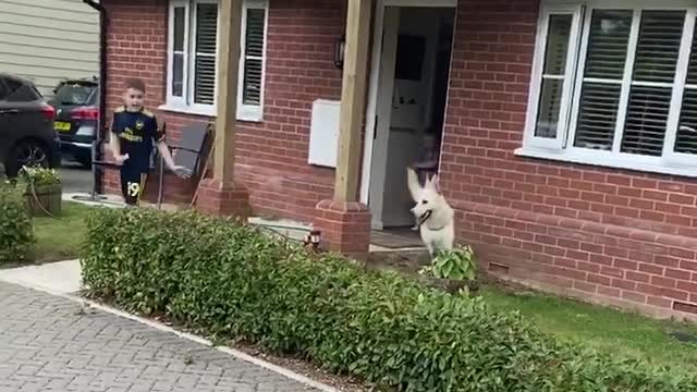 Dog Accidentally Sweeps Kiddo during Playtime