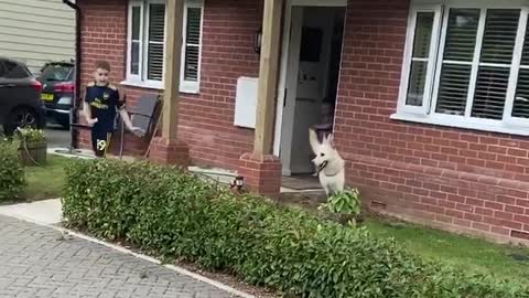 Dog Accidentally Sweeps Kiddo during Playtime