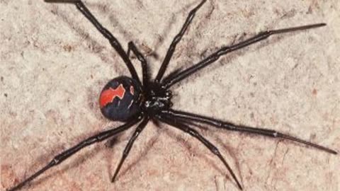 The top 5 most deadly spiders