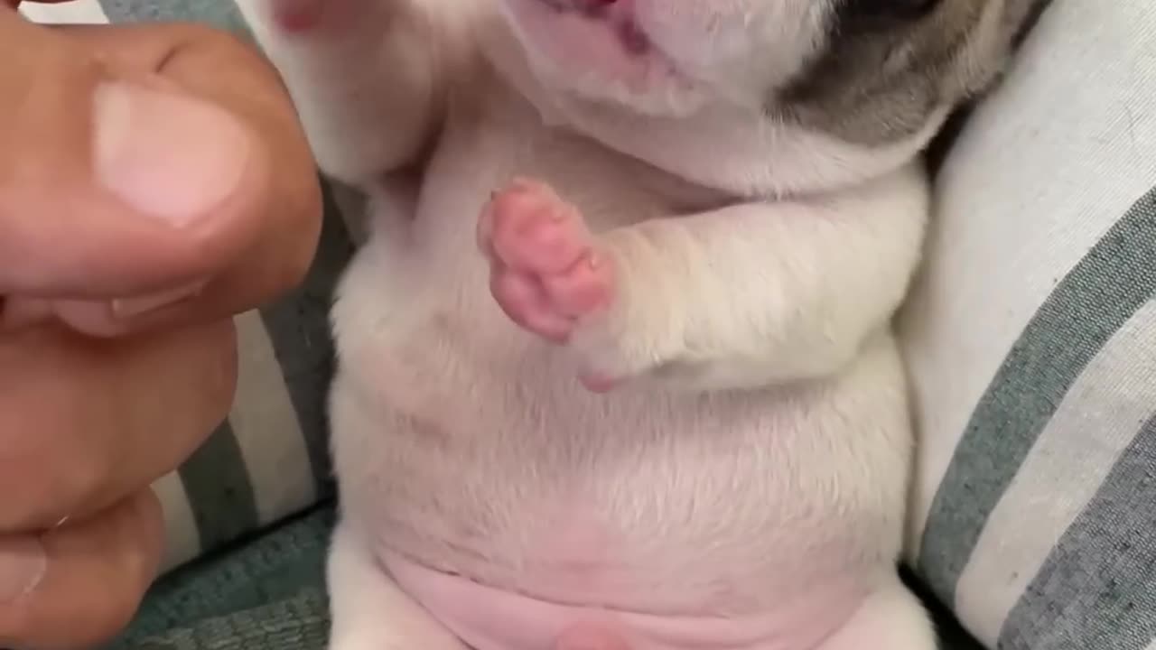 My Cute Puppy..