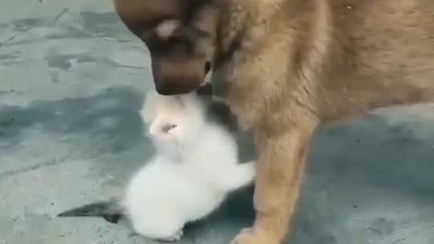 The kitten and dog became friends. Now they are friends forever.