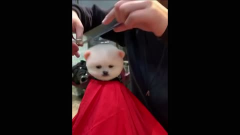 Funny and Cute Pomeranian Puppies Videos | Cute Puppies Doing Funny Things