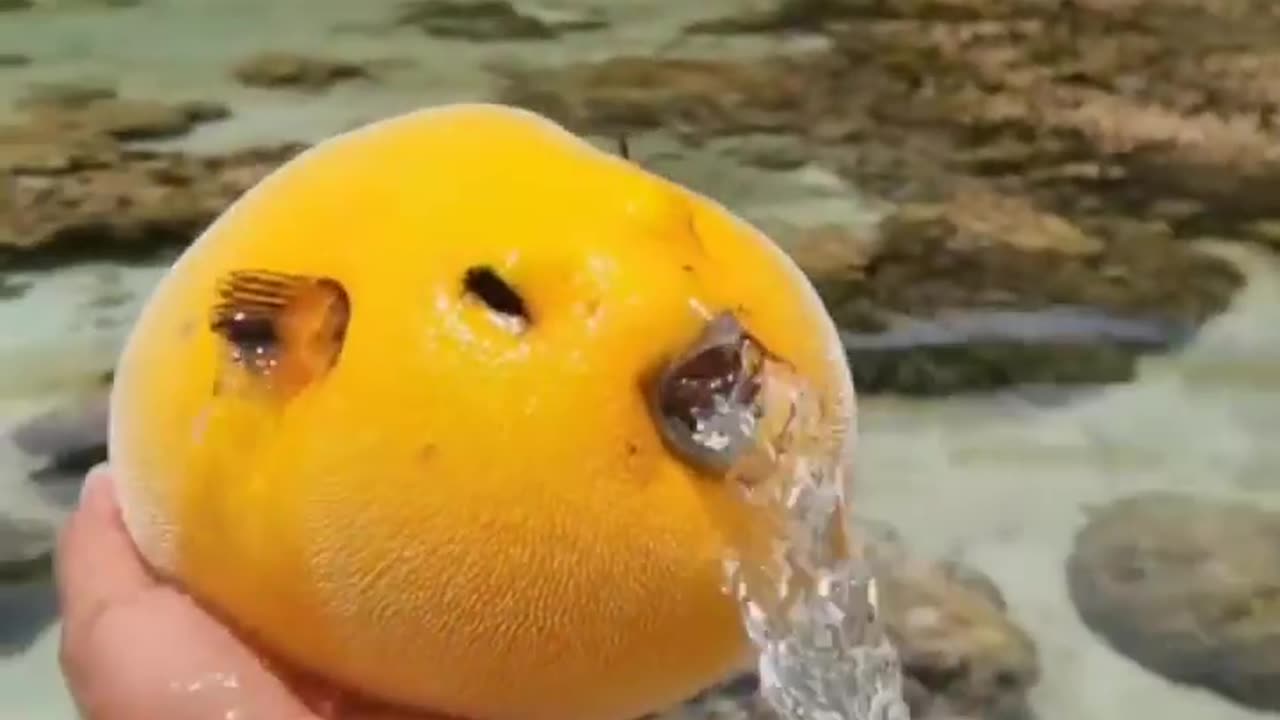Nature videos // Nature shorts // Nature short videos // Nature Video