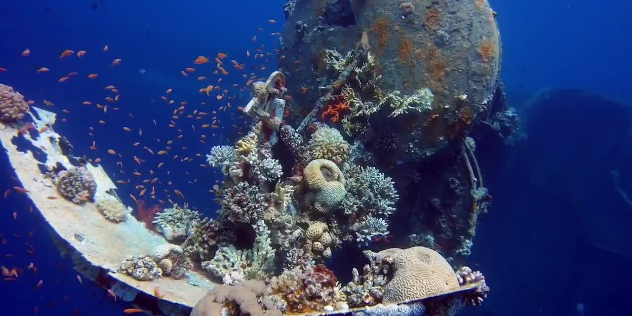 A strange underwater world in the seas