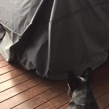 Gato desafía a Bulldog Francés de un modo muy estratégico