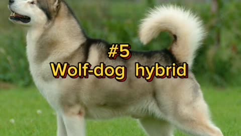 op 10 most dangerous dog breeds in the world Wait for end viral 2024