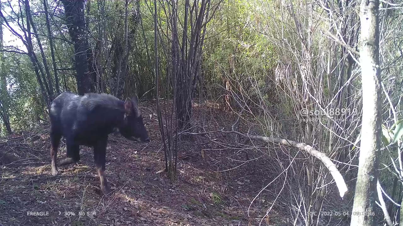 Rare animal appreciation:Mainland Serow, Serow