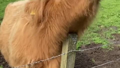 Animal Funny Videos