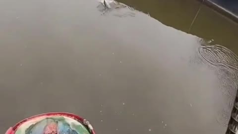 This is a beautiful and charming water-dwelling species