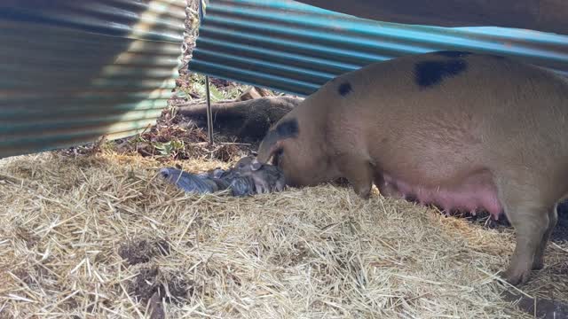 Bacon with Day Old Piglets