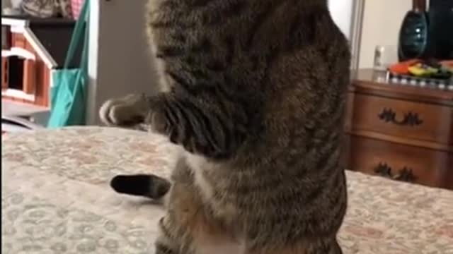 🤣 Funniest Cats - Awesome Funny Pet Animals Videos 😇