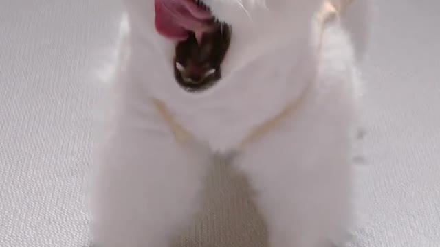 Puppy stretching sneezing yawning