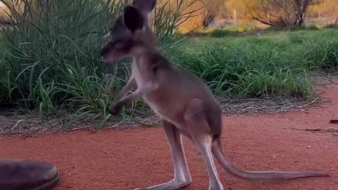 Little orphan kangaroo Pippa is an expert at jumping into her pouch! #kangroo #animal