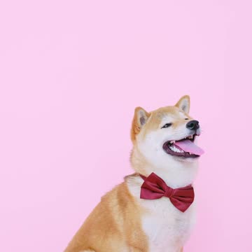 DOG SHOWS HIS NEW TIE