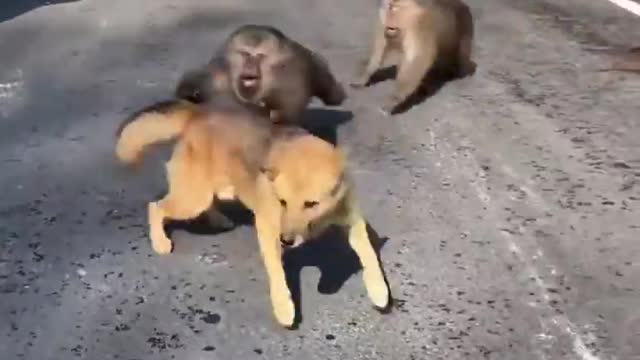 dog attacked by three monkeys 😱