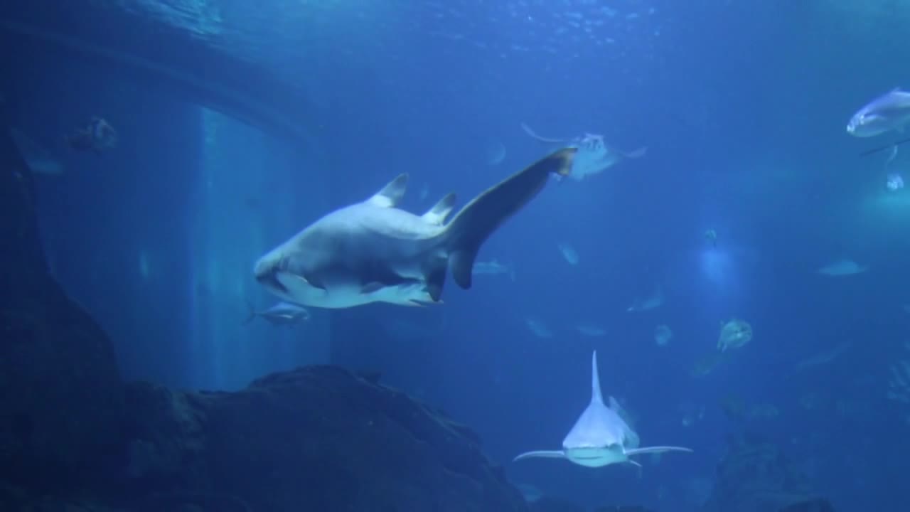 Shark fish come on show while diving