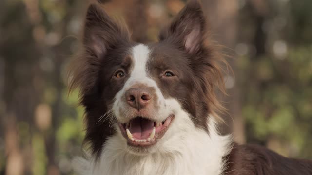 Look the smiling dog 😃📷🎥