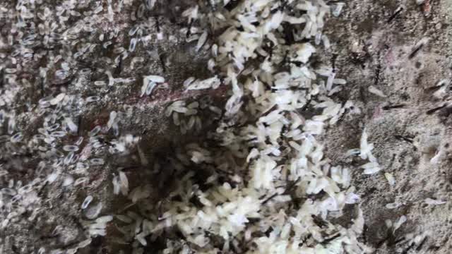Black ants are running away with eggs