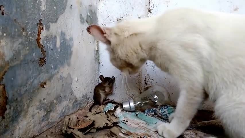 Cat brutally killing a mouse