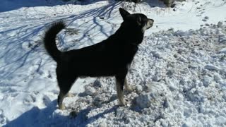 A beautiful dog is enjoying the outdoors.