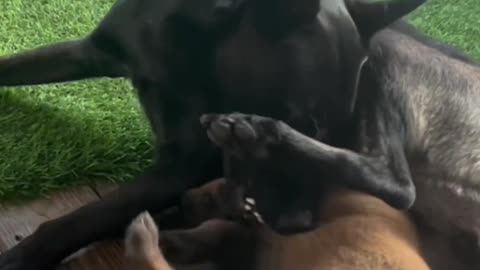 Puppy Plays With His Mom #puppy #doglife #dogfunny