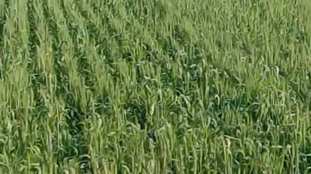 Agriculture nature in india agriculture blood is a blood of farmers
