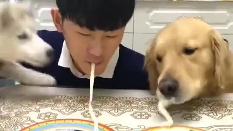 The dog and the boss eat noodles to see who is eating faster.