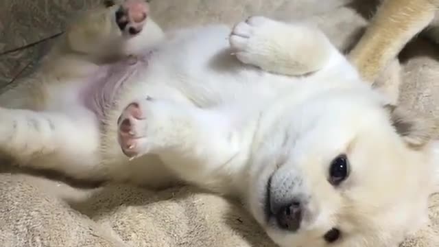 Dog in the bed