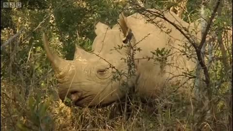 Encounters with Rhinos part 2 | BBC Earth