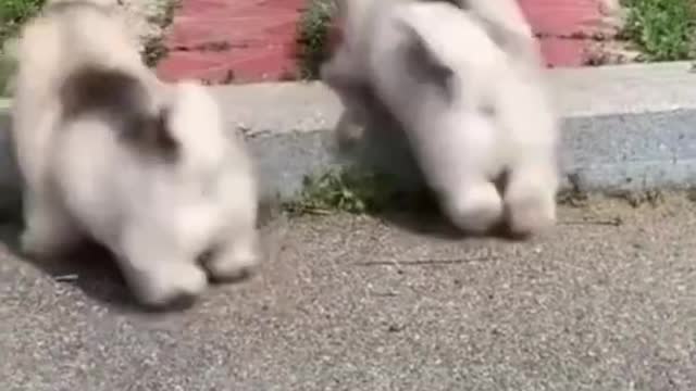 THE BEST OF SMART, CUTE AND FUNNY ANIMAL VIDEOS