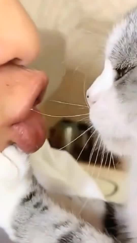 Kittens with a temper of their own. I like 😏