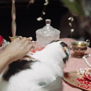 Cat Reaction to Playing Balloon - Funny Cat Balloon Reaction Compilation 2022