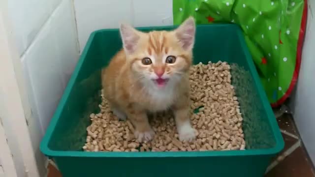 Cute kitten calling for mom